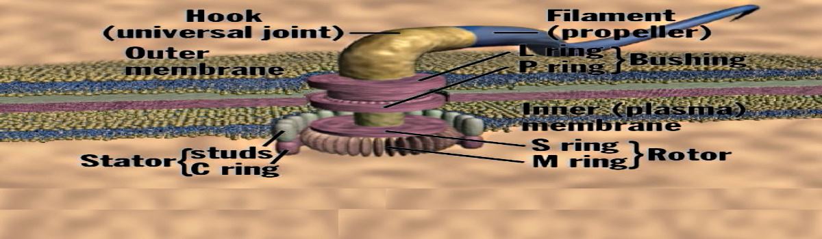BacterialFagellum